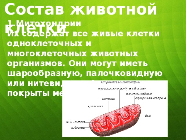 Состав животной клетки 1.Митохондрии Их содержат все живые клетки одноклеточных и многоклеточных животных организмов. Они могут иметь шарообразную, палочковидную или нитевидную форму, и также покрыты мембраной. 