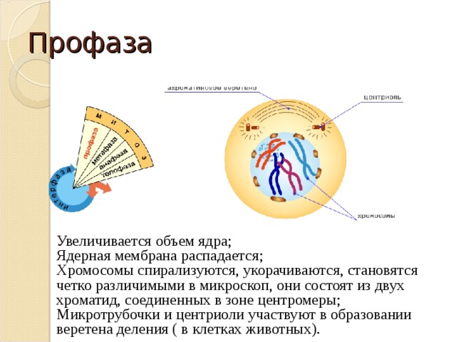 Профаза Увеличивается объем ядра; Ядерная мембрана распадается; Хромосомы спирализуются, укорачиваются, становятся четко различимыми в микроскоп, они состоят из двух хроматид, соединенных в зоне центромеры; Микротрубочки и центриоли участвуют в образовании веретена деления ( в клетках животных). 