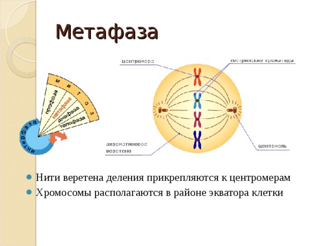 Метафаза Нити веретена деления прикрепляются к центромерам Хромосомы располагаются в районе экватора клетки 