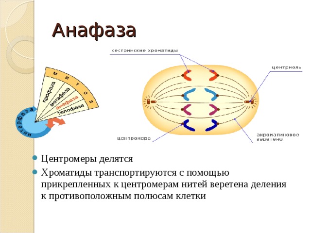 Веретено деления фото