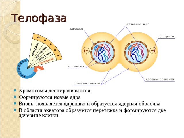 Митоз телофаза рисунок