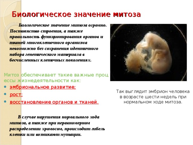 Биологическое значение митоза  Биологическое значение митоза огромно. Постоянство строения, а также правильность функционирования органов и тканей многоклеточного организма невозможно без сохранения идентичного набора генетического материала в бесчисленных клеточных поколениях.  Митоз обеспечивает такие важные процессы жизнедеятельности как: эмбриональное развитие; рост; восстановление органов и тканей.   В случае нарушения нормального хода митоза, а также при неравномерном распределении хромосом, происходит гибель клетки или возникают мутации. Так выглядит эмбрион человека в возрасте шести недель при нормальном ходе митоза. 