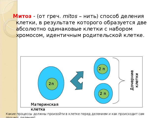 Митоз схема с набором хромосом