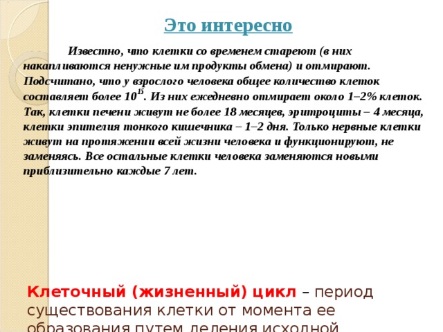  Это интересно  Известно, что клетки со временем стареют (в них накапливаются ненужные им продукты обмена) и отмирают. Подсчитано, что у взрослого человека общее количество клеток составляет более 10 15 . Из них ежедневно отмирает около 1–2% клеток. Так, клетки печени живут не более 18 месяцев, эритроциты – 4 месяца, клетки эпителия тонкого кишечника – 1–2 дня. Только нервные клетки живут на протяжении всей жизни человека и функционируют, не заменяясь. Все остальные клетки человека заменяются новыми приблизительно каждые 7 лет.      Клеточный (жизненный) цикл – период существования клетки от момента ее образования путем деления исходной (материнской) клетки, включая само деление, до собственного деления или смерти.   