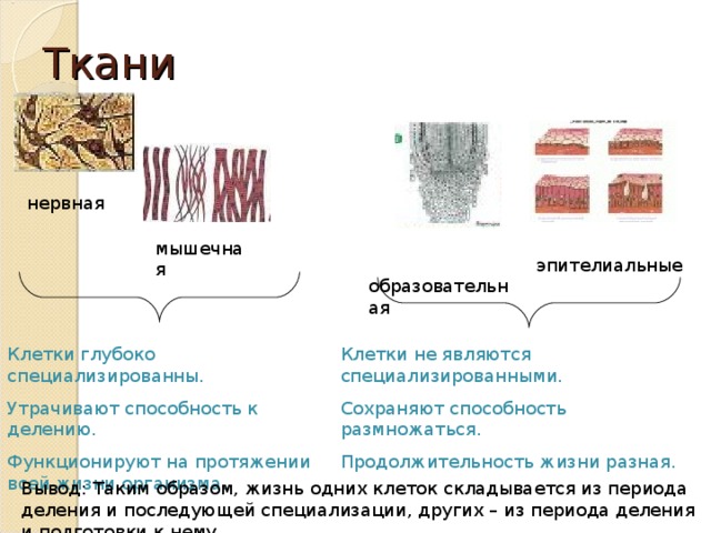 Ткани нервная мышечная  образовательная эпителиальные Клетки глубоко специализированны. Утрачивают способность к делению. Функционируют на протяжении всей жизни организма. Клетки не являются специализированными. Сохраняют способность размножаться. Продолжительность жизни разная. Вывод: Таким образом, жизнь одних клеток складывается из периода деления и последующей специализации, других – из периода деления и подготовки к нему. 