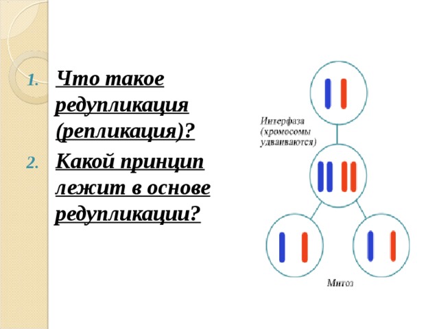  Что такое редупликация (репликация)? Какой принцип лежит в основе редупликации?  