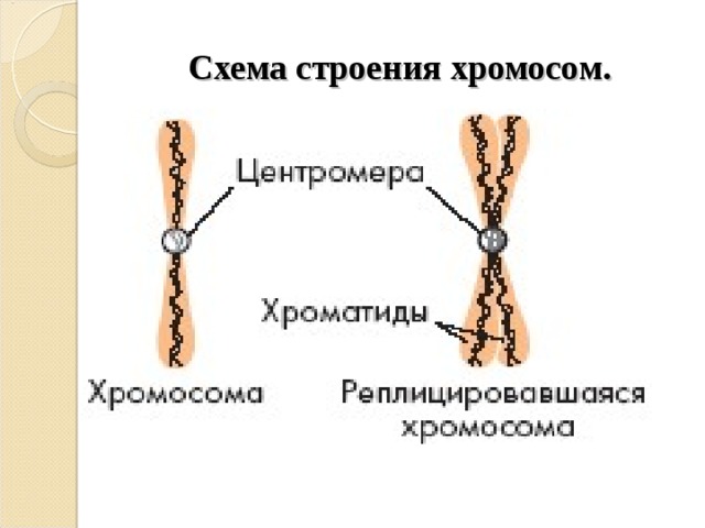 Схема строения хромосом. 