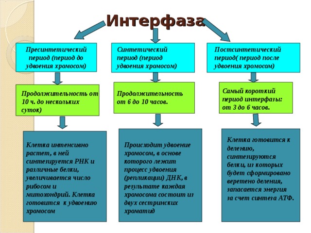 Интерфаза Пресинтетический период (период до удвоения хромосом) Синтетический период (период удвоения хромосом) Постсинтетический период( период после удвоения хромосом) Самый короткий период интерфазы: от 3 до 6 часов. Продолжительность от 10 ч. до нескольких суток) Продолжительность от 6 до 10 часов. Клетка готовится к делению, синтезируются белки, из которых будет сформировано веретено деления, запасается энергия за счет синтеза АТФ. Происходит удвоение хромосом, в основе которого лежит процесс удвоения (репликации) ДНК, в результате каждая хромосома состоит из двух сестринских хроматид Клетка интенсивно растет, в ней синтезируется РНК и различные белки, увеличивается число рибосом и митохондрий. Клетка готовится к удвоению хромосом 