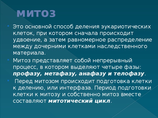 митоз Это основной способ деления эукариотических клеток, при котором сначала происходит удвоение, а затем равномерное распределение между дочерними клетками наследственного материала. Митоз представляет собой непрерывный процесс, в котором выделяют четыре фазы: профазу, метафазу, анафазу и телофазу .  Перед митозом происходит подготовка клетки к делению, или интерфаза. Период подготовки клетки к митозу и собственно митоз вместе составляют митотический цикл . 
