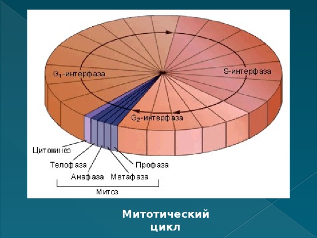 Митотический цикл 