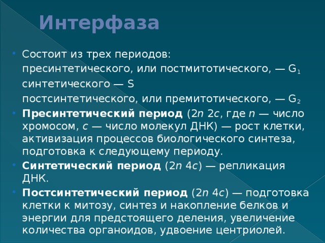 Интерфаза Состоит из трех периодов: пресинтетического, или постмитотического, — G 1 синтетического — S постсинтетического, или премитотического, — G 2 Пресинтетический период (2 n 2 c , где n — число хромосом, с — число молекул ДНК) — рост клетки, активизация процессов биологического синтеза, подготовка к следующему периоду. Синтетический период (2 n 4 c ) — репликация ДНК. Постсинтетический период (2 n 4 c ) — подготовка клетки к митозу, синтез и накопление белков и энергии для предстоящего деления, увеличение количества органоидов, удвоение центриолей. 