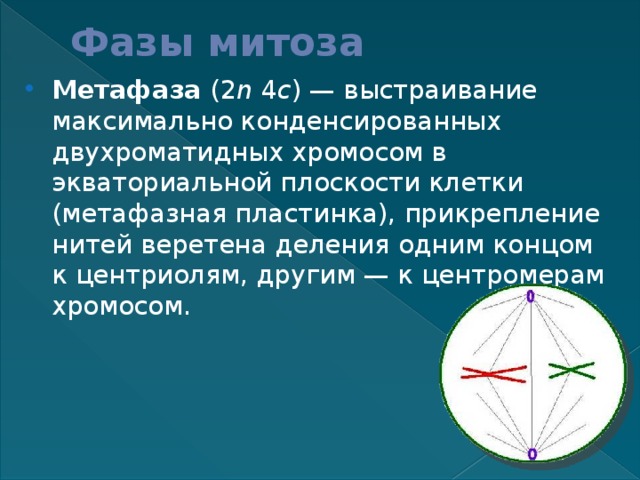 Фазы митоза Метафаза (2 n 4 c ) — выстраивание максимально конденсированных двухроматидных хромосом в экваториальной плоскости клетки (метафазная пластинка), прикрепление нитей веретена деления одним концом к центриолям, другим — к центромерам хромосом. 