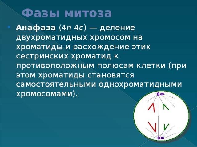 Фазы митоза Анафаза (4 n 4 c ) — деление двухроматидных хромосом на хроматиды и расхождение этих сестринских хроматид к противоположным полюсам клетки (при этом хроматиды становятся самостоятельными однохроматидными хромосомами). 