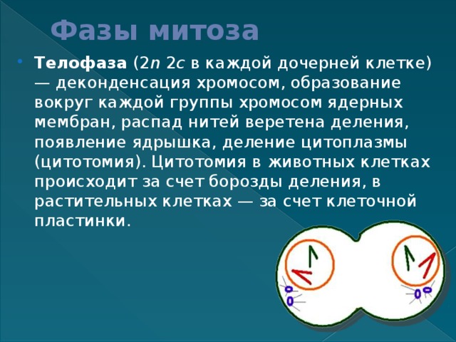 Фазы митоза Телофаза (2 n 2 c в каждой дочерней клетке) — деконденсация хромосом, образование вокруг каждой группы хромосом ядерных мембран, распад нитей веретена деления, появление ядрышка, деление цитоплазмы (цитотомия). Цитотомия в животных клетках происходит за счет борозды деления, в растительных клетках — за счет клеточной пластинки. 