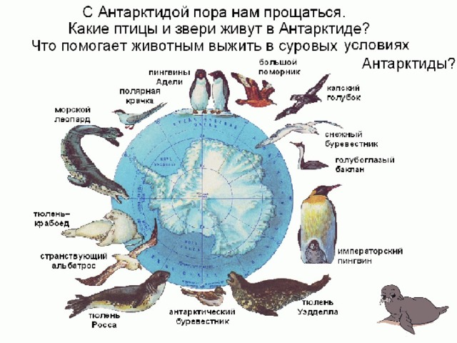 На каком материке обитает ворон обыкновенный впр. Животные обитающие в Антарктике. Животные материка Антарктида. Антарктида материк обитатели. Обитатели Антарктиды на карте.