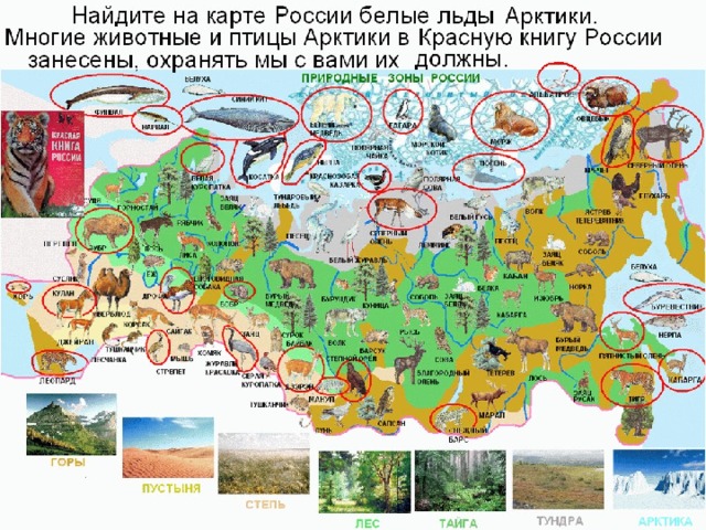 Леса России - география, презентации