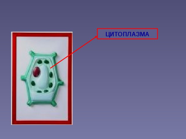 ЦИТОПЛАЗМА 