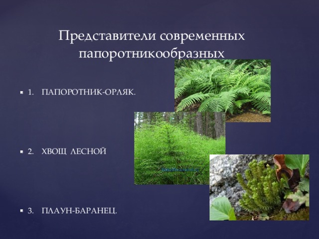 Представитель какого отдела показан на рисунке 1 папоротниковидные