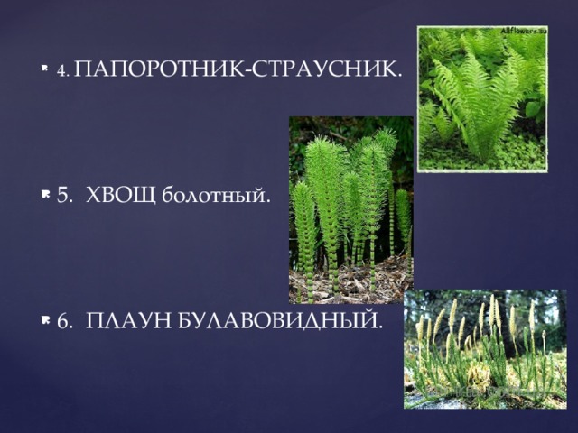 Что изображено на рисунке варианты ответов папоротник плаун хвощ одно из первых наземных растений