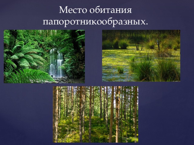 Презентация папоротникообразные 5 класс