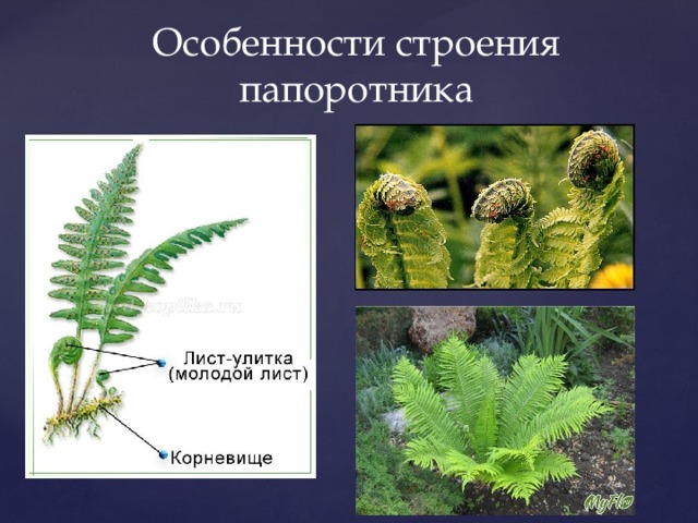 Какие особенности строения и физиологии папоротникообразных. Отдел Папоротникообразные строение. Строение гаметофита папоротника. Особенности строения папоротниковидных.