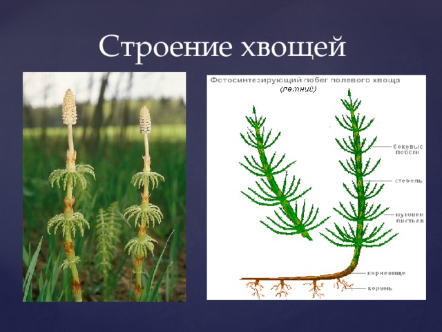 Хвощ рисунок с подписями строение