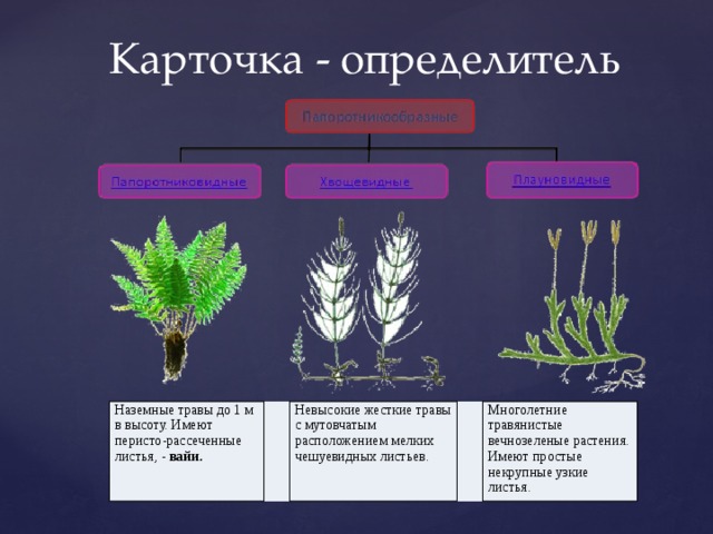 Пример определителя растений. Классификация папоротникообразных. Карточка определитель. Определительная карточка растений. Мутовчатое расположение мелких чешуевидных листьев —.