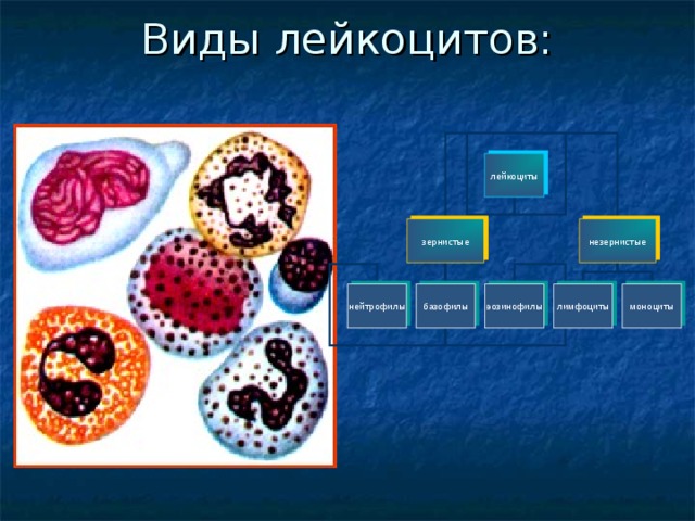 Лейкоциты в отличие от эритроцитов не способны проникать сквозь стенки капилляров