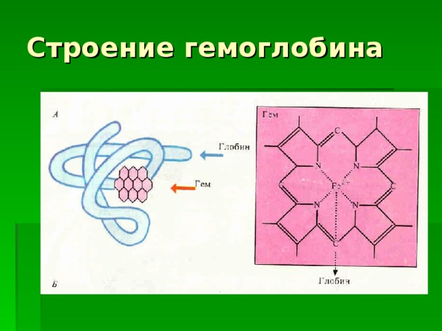 Строение гемоглобина 
