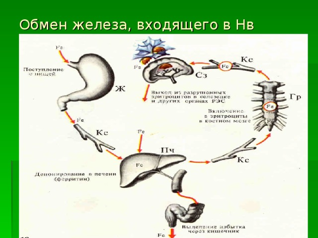 Обмен железа, входящего в Нв 