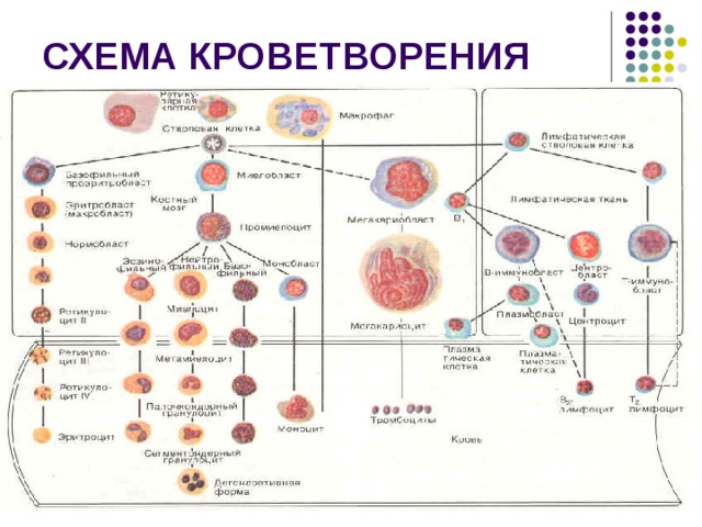СХЕМА КРОВЕТВОРЕНИЯ 