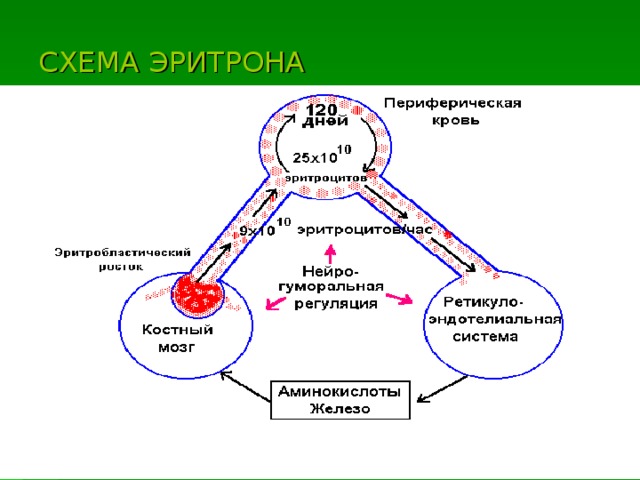 СХЕМА ЭРИТРОНА 