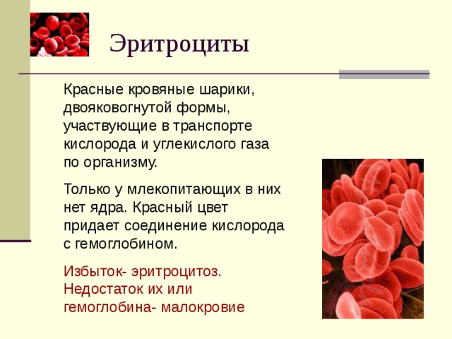 Красные кровяные шарики, двояковогнутой формы, участвующие в транспорте кислорода и углекислого газа по организму. Только у млекопитающих в них нет ядра. Красный цвет придает соединение кислорода с гемоглобином. Избыток- эритроцитоз. Недостаток их или гемоглобина- малокровие 