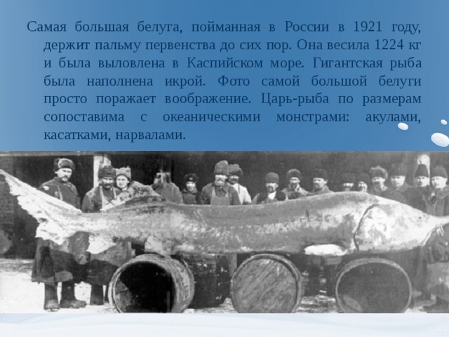 Самая большая белуга, пойманная в России в 1921 году, держит пальму первенства до сих пор. Она весила 1224 кг и была выловлена в Каспийском море. Гигантская рыба была наполнена икрой. Фото самой большой белуги просто поражает воображение. Царь-рыба по размерам сопоставима с океаническими монстрами: акулами, касатками, нарвалами.  