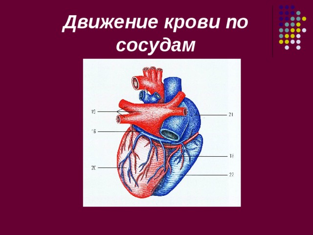 Кровообращение. Строение и работа сердца - биология, презентации