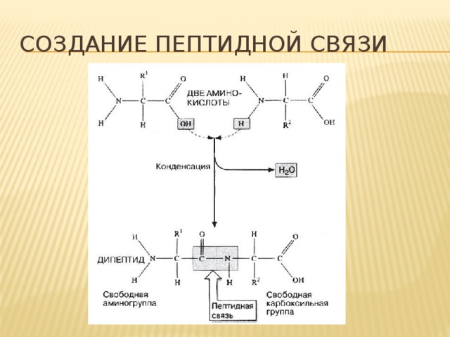 Выберите изображение пептидной связи