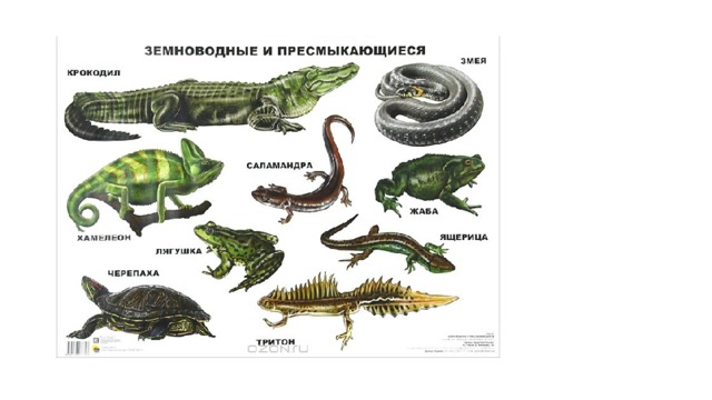 Земноводные и пресмыкающиеся презентация