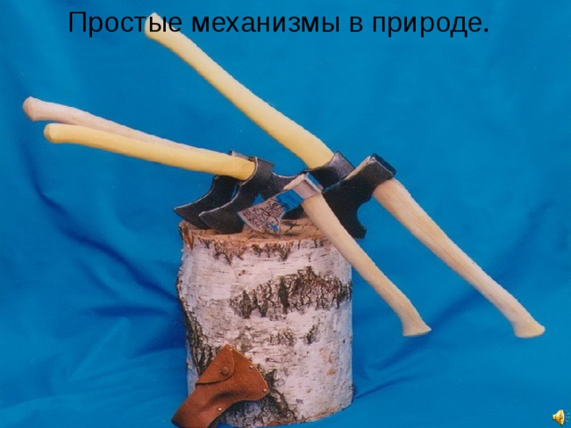 Простые механизмы в природе. 