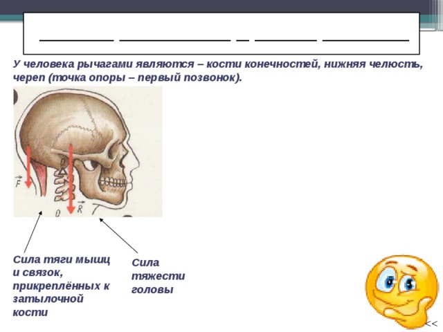  ______ _________ _ _____ _______ У человека рычагами являются – кости конечностей, нижняя челюсть, череп (точка опоры – первый позвонок). Сила тяги мышц и связок, прикреплённых к затылочной кости Сила тяжести головы 