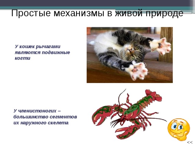 Простые механизмы в живой природе У кошек рычагами являются подвижные когти У членистоногих – большинство сегментов их наружного скелета 