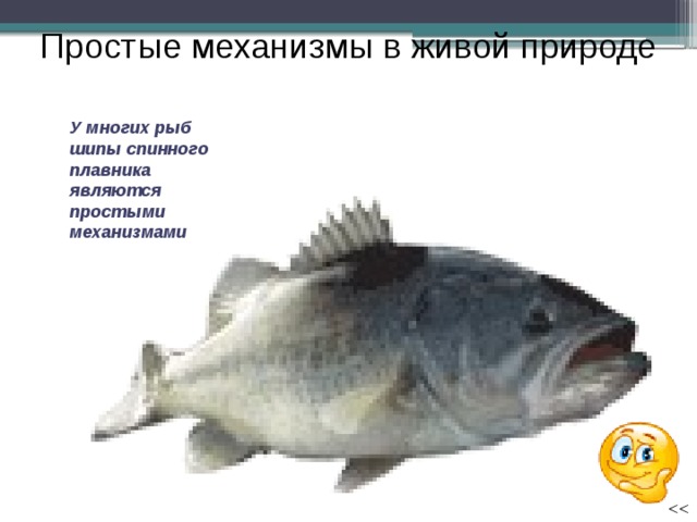 Простые механизмы в живой природе У многих рыб шипы спинного плавника являются простыми механизмами  