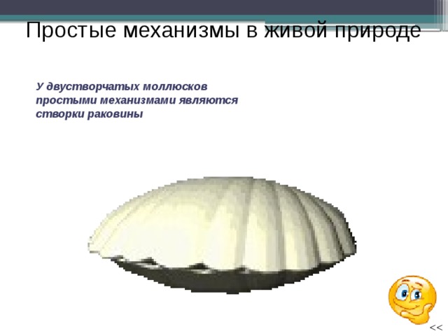 Простые механизмы в живой природе У двустворчатых моллюсков простыми механизмами являются створки раковины 
