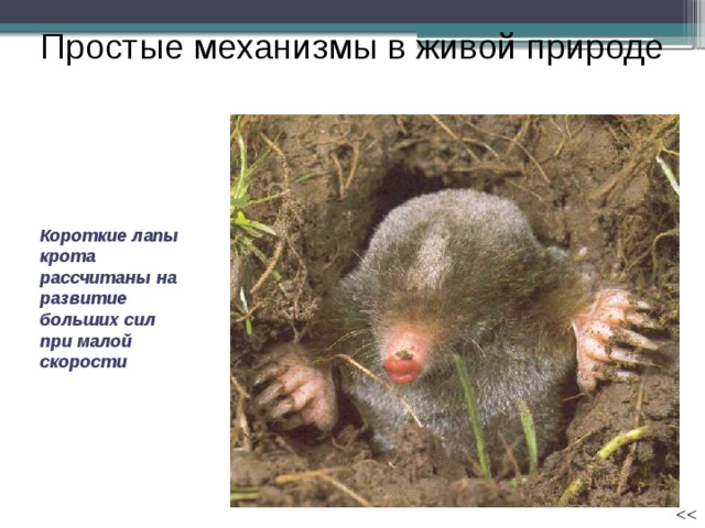 Простые механизмы в живой природе Короткие лапы крота рассчитаны на развитие больших сил при малой скорости 