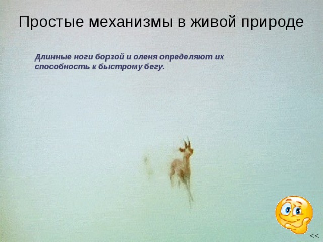 Простые механизмы в живой природе Длинные ноги борзой и оленя определяют их способность к быстрому бегу. 5 