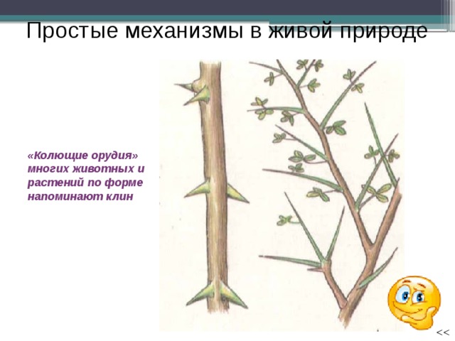 Простые механизмы в живой природе «Колющие орудия» многих животных и растений по форме напоминают клин 