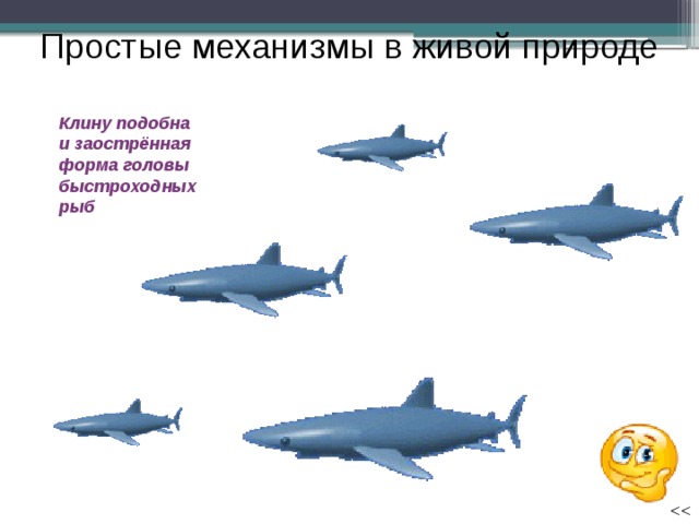 Простые механизмы в живой природе Клину подобна и заострённая форма головы быстроходных рыб 