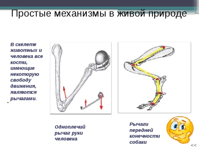 Презентация на тему рычаги в теле человека