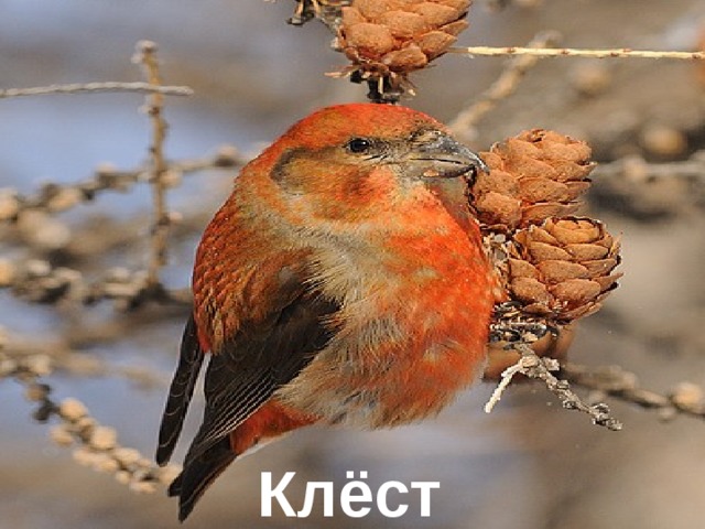 Клёст 