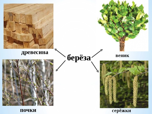 древесина веник берёза  почки серёжки  