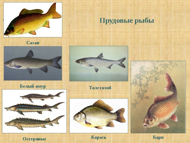 Сазан рыба фото и описание как отличить от карпа